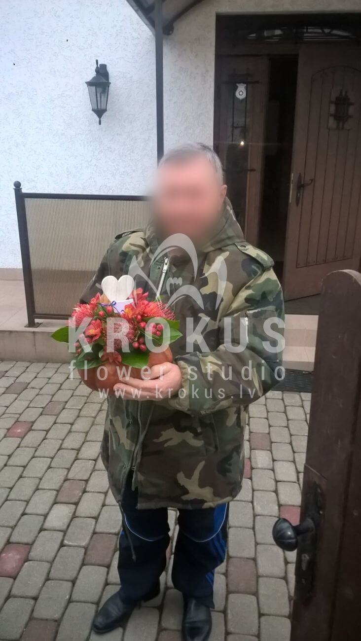 Ziedu piegāde Latvia Latvia (īlekssbrunijaleikodendronileucospermumķirbis)