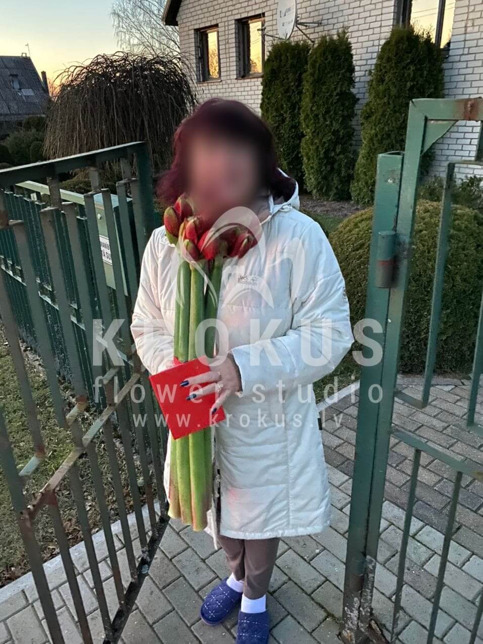 Ziedu piegāde Latvia Allaži (amarillis)