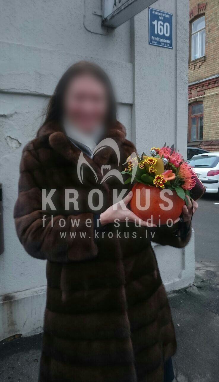 Ziedu piegāde Latvia Latvia (īlekssbrunijaleikodendronileucospermumķirbis)